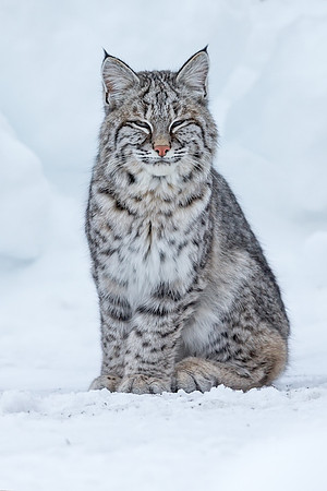 Posing for the camera,  YNP