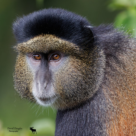 Golden Monkey