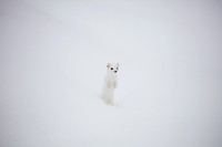 Short Tailed Weasel
