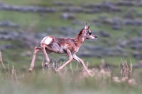 Newborn Pronghorn