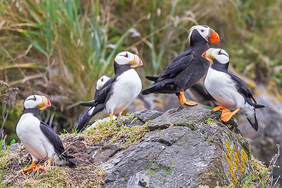 Puffins