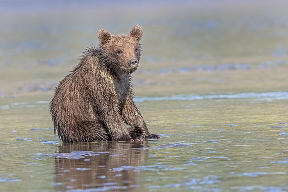 Alaskan Brown Bear