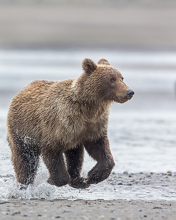 Alaskan Brown Bear