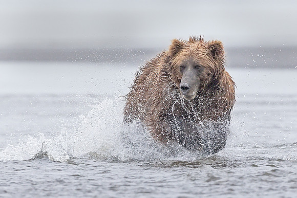 Alaskan Brown Bear