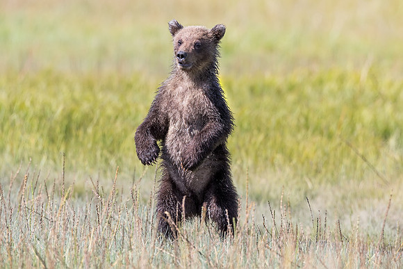 Alaskan Brown Bear