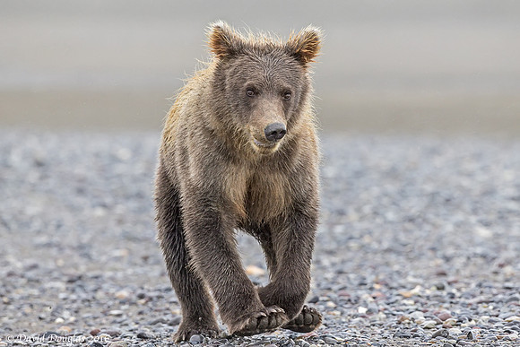 Alaskan Brown Bear