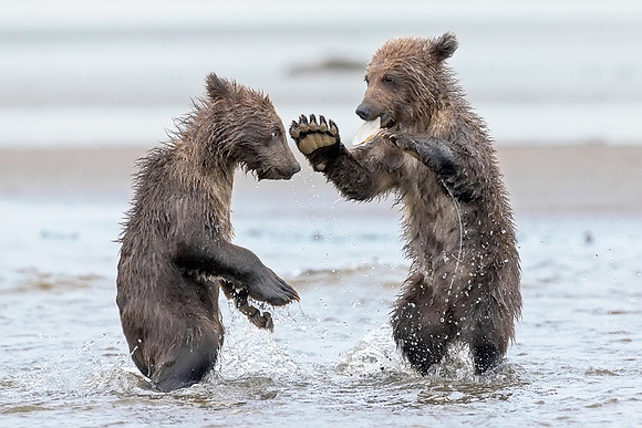 Alaskan Brown Bear