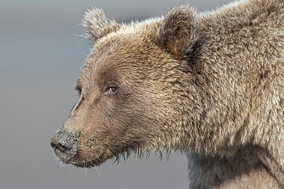 Alaskan Brown Bear