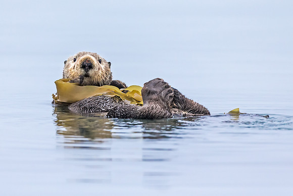 Sea Otter