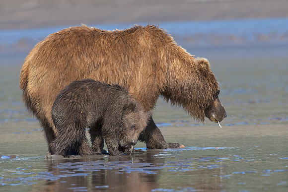 Alaskan Brown Bear