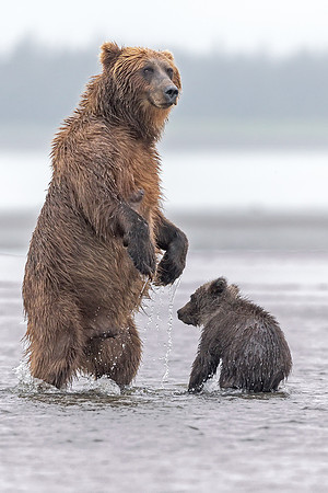 Alaskan Brown Bear