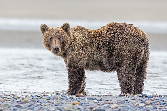Alaskan Brown Bear