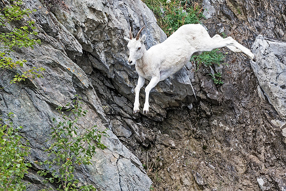 Dall Sheep