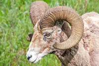 Big Horn Sheep