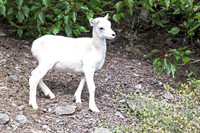 Dall Sheep
