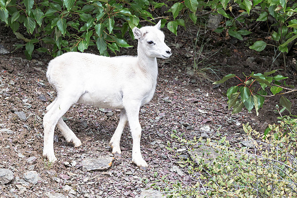 Dall Sheep