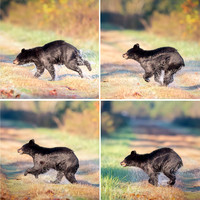 bear composit-Edit