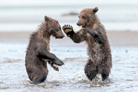 Alaskan Brown Bear