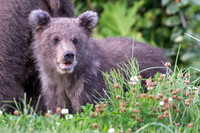 Alaskan Brown Bear
