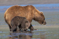 Alaskan Brown Bear