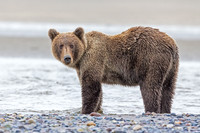 Alaskan Brown Bear