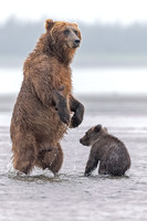 Alaskan Brown Bear