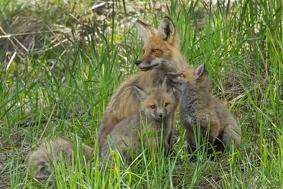 Fox Kits