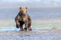 Alaskan Brown Bear
