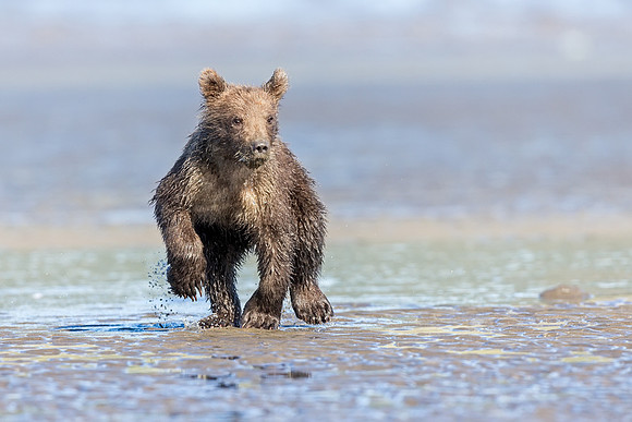 Alaskan Brown Bear