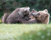 Alaskan Brown Bear