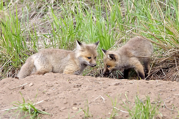 Fox Kits