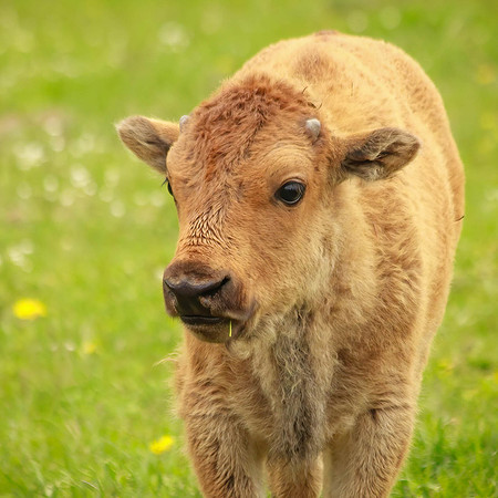 Bison Calf