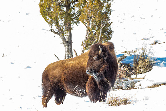 Winter Bull