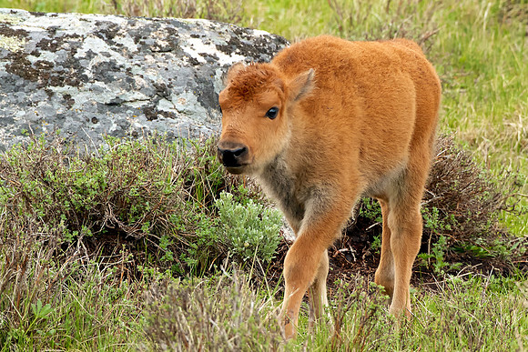 Bison Calf